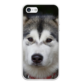 Чехол для iPhone 5/5S матовый с принтом Хаски в Кировске, Силикон | Область печати: задняя сторона чехла, без боковых панелей | волк | маламут | собака | хаски | щенок