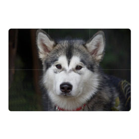 Магнитный плакат 3Х2 с принтом Хаски в Кировске, Полимерный материал с магнитным слоем | 6 деталей размером 9*9 см | волк | маламут | собака | хаски | щенок