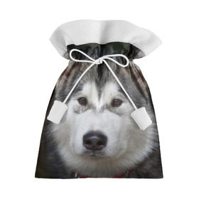 Подарочный 3D мешок с принтом Хаски в Кировске, 100% полиэстер | Размер: 29*39 см | волк | маламут | собака | хаски | щенок