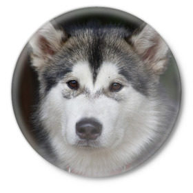 Значок с принтом Хаски в Кировске,  металл | круглая форма, металлическая застежка в виде булавки | Тематика изображения на принте: волк | маламут | собака | хаски | щенок