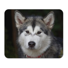 Коврик прямоугольный с принтом Хаски в Кировске, натуральный каучук | размер 230 х 185 мм; запечатка лицевой стороны | волк | маламут | собака | хаски | щенок
