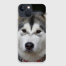 Чехол для iPhone 13 mini с принтом Хаски в Кировске,  |  | волк | маламут | собака | хаски | щенок