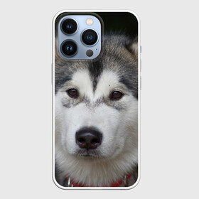 Чехол для iPhone 13 Pro с принтом Хаски в Кировске,  |  | волк | маламут | собака | хаски | щенок