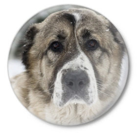 Значок с принтом САО (алабай) в Кировске,  металл | круглая форма, металлическая застежка в виде булавки | большая огромная | грозная | добрая | друг человека | животное | красивая | милая | пес | породистая собака | породы | прикольная | сао алабай | щенок