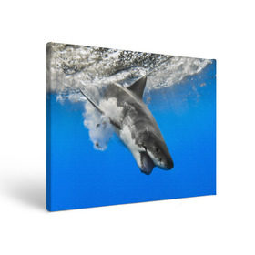 Холст прямоугольный с принтом Акула в Кировске, 100% ПВХ |  | shark | море | синий | челюсти