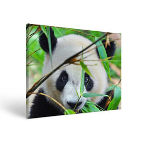 Холст прямоугольный с принтом Панда в лесу в Кировске, 100% ПВХ |  | Тематика изображения на принте: бамбук | животное | медведь