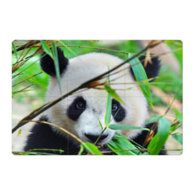 Магнитный плакат 3Х2 с принтом Панда в лесу в Кировске, Полимерный материал с магнитным слоем | 6 деталей размером 9*9 см | Тематика изображения на принте: бамбук | животное | медведь