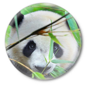 Значок с принтом Панда в лесу в Кировске,  металл | круглая форма, металлическая застежка в виде булавки | Тематика изображения на принте: бамбук | животное | медведь