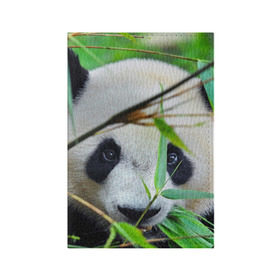 Обложка для паспорта матовая кожа с принтом Панда в лесу в Кировске, натуральная матовая кожа | размер 19,3 х 13,7 см; прозрачные пластиковые крепления | Тематика изображения на принте: бамбук | животное | медведь