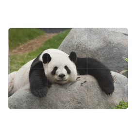 Магнитный плакат 3Х2 с принтом Панда на камушке в Кировске, Полимерный материал с магнитным слоем | 6 деталей размером 9*9 см | бамбук | животное | медведь