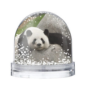 Снежный шар с принтом Панда на камушке в Кировске, Пластик | Изображение внутри шара печатается на глянцевой фотобумаге с двух сторон | Тематика изображения на принте: бамбук | животное | медведь