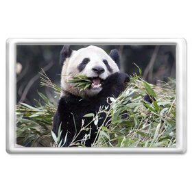 Магнит 45*70 с принтом Панда кушает в Кировске, Пластик | Размер: 78*52 мм; Размер печати: 70*45 | бамбук | животное | медведь