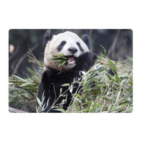 Магнитный плакат 3Х2 с принтом Панда кушает в Кировске, Полимерный материал с магнитным слоем | 6 деталей размером 9*9 см | бамбук | животное | медведь