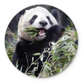 Коврик круглый с принтом Панда кушает в Кировске, резина и полиэстер | круглая форма, изображение наносится на всю лицевую часть | бамбук | животное | медведь