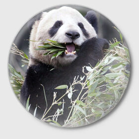 Значок с принтом Панда кушает в Кировске,  металл | круглая форма, металлическая застежка в виде булавки | Тематика изображения на принте: бамбук | животное | медведь