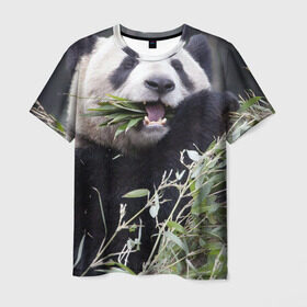 Мужская футболка 3D с принтом Панда кушает в Кировске, 100% полиэфир | прямой крой, круглый вырез горловины, длина до линии бедер | бамбук | животное | медведь