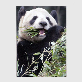 Постер с принтом Панда кушает в Кировске, 100% бумага
 | бумага, плотность 150 мг. Матовая, но за счет высокого коэффициента гладкости имеет небольшой блеск и дает на свету блики, но в отличии от глянцевой бумаги не покрыта лаком | бамбук | животное | медведь