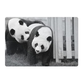 Магнитный плакат 3Х2 с принтом Панды чб фото в Кировске, Полимерный материал с магнитным слоем | 6 деталей размером 9*9 см | бамбук | животное | медведь