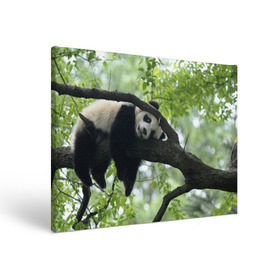 Холст прямоугольный с принтом Панда спит на ветке в Кировске, 100% ПВХ |  | бамбук | животное | медведь