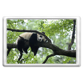 Магнит 45*70 с принтом Панда спит на ветке в Кировске, Пластик | Размер: 78*52 мм; Размер печати: 70*45 | бамбук | животное | медведь