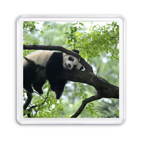 Магнит 55*55 с принтом Панда спит на ветке в Кировске, Пластик | Размер: 65*65 мм; Размер печати: 55*55 мм | бамбук | животное | медведь