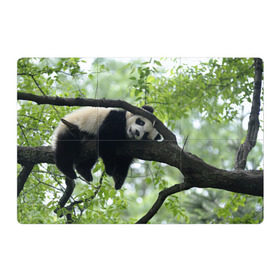 Магнитный плакат 3Х2 с принтом Панда спит на ветке в Кировске, Полимерный материал с магнитным слоем | 6 деталей размером 9*9 см | Тематика изображения на принте: бамбук | животное | медведь
