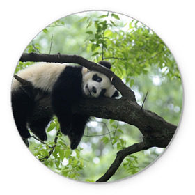 Коврик круглый с принтом Панда спит на ветке в Кировске, резина и полиэстер | круглая форма, изображение наносится на всю лицевую часть | бамбук | животное | медведь