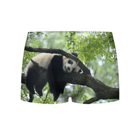 Мужские трусы 3D с принтом Панда спит на ветке в Кировске, 50% хлопок, 50% полиэстер | классическая посадка, на поясе мягкая тканевая резинка | Тематика изображения на принте: бамбук | животное | медведь