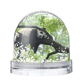 Снежный шар с принтом Панда спит на ветке в Кировске, Пластик | Изображение внутри шара печатается на глянцевой фотобумаге с двух сторон | бамбук | животное | медведь