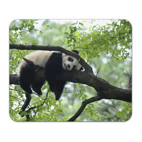 Коврик прямоугольный с принтом Панда спит на ветке в Кировске, натуральный каучук | размер 230 х 185 мм; запечатка лицевой стороны | Тематика изображения на принте: бамбук | животное | медведь