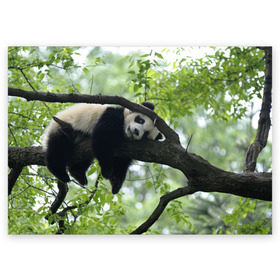 Поздравительная открытка с принтом Панда спит на ветке в Кировске, 100% бумага | плотность бумаги 280 г/м2, матовая, на обратной стороне линовка и место для марки
 | бамбук | животное | медведь