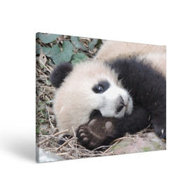Холст прямоугольный с принтом Лапка панда в Кировске, 100% ПВХ |  | бамбук | животное | медведь