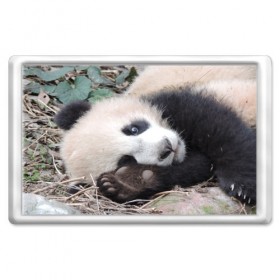 Магнит 45*70 с принтом Лапка панда в Кировске, Пластик | Размер: 78*52 мм; Размер печати: 70*45 | бамбук | животное | медведь