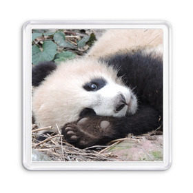 Магнит 55*55 с принтом Лапка панда в Кировске, Пластик | Размер: 65*65 мм; Размер печати: 55*55 мм | бамбук | животное | медведь