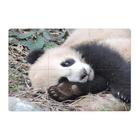 Магнитный плакат 3Х2 с принтом Лапка панда в Кировске, Полимерный материал с магнитным слоем | 6 деталей размером 9*9 см | бамбук | животное | медведь
