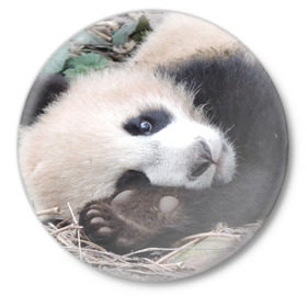 Значок с принтом Лапка панда в Кировске,  металл | круглая форма, металлическая застежка в виде булавки | бамбук | животное | медведь