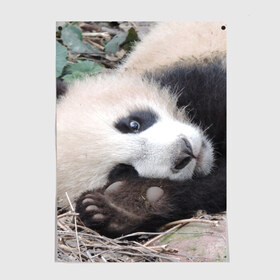 Постер с принтом Лапка панда в Кировске, 100% бумага
 | бумага, плотность 150 мг. Матовая, но за счет высокого коэффициента гладкости имеет небольшой блеск и дает на свету блики, но в отличии от глянцевой бумаги не покрыта лаком | бамбук | животное | медведь
