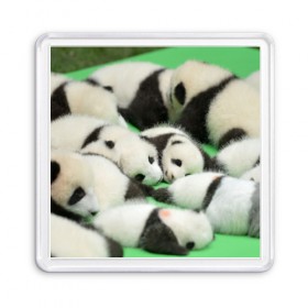 Магнит 55*55 с принтом Новорожденные панды в Кировске, Пластик | Размер: 65*65 мм; Размер печати: 55*55 мм | бамбук | животное | медведь