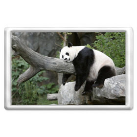Магнит 45*70 с принтом Большая уставшая панда в Кировске, Пластик | Размер: 78*52 мм; Размер печати: 70*45 | бамбук | животное | медведь