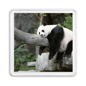 Магнит 55*55 с принтом Большая уставшая панда в Кировске, Пластик | Размер: 65*65 мм; Размер печати: 55*55 мм | бамбук | животное | медведь