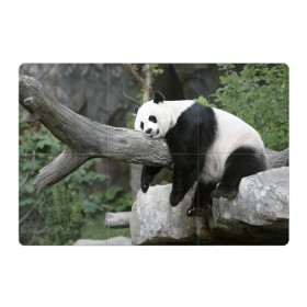 Магнитный плакат 3Х2 с принтом Большая уставшая панда в Кировске, Полимерный материал с магнитным слоем | 6 деталей размером 9*9 см | бамбук | животное | медведь