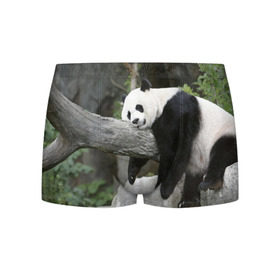 Мужские трусы 3D с принтом Большая уставшая панда в Кировске, 50% хлопок, 50% полиэстер | классическая посадка, на поясе мягкая тканевая резинка | Тематика изображения на принте: бамбук | животное | медведь