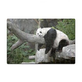 Пазл магнитный 126 элементов с принтом Большая уставшая панда в Кировске, полимерный материал с магнитным слоем | 126 деталей, размер изделия —  180*270 мм | бамбук | животное | медведь