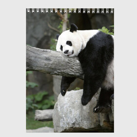 Скетчбук с принтом Большая уставшая панда в Кировске, 100% бумага
 | 48 листов, плотность листов — 100 г/м2, плотность картонной обложки — 250 г/м2. Листы скреплены сверху удобной пружинной спиралью | бамбук | животное | медведь