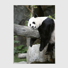 Постер с принтом Большая уставшая панда в Кировске, 100% бумага
 | бумага, плотность 150 мг. Матовая, но за счет высокого коэффициента гладкости имеет небольшой блеск и дает на свету блики, но в отличии от глянцевой бумаги не покрыта лаком | бамбук | животное | медведь
