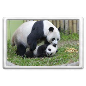 Магнит 45*70 с принтом Мамочка и сыночек панды в Кировске, Пластик | Размер: 78*52 мм; Размер печати: 70*45 | бамбук | животное | медведь