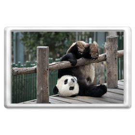 Магнит 45*70 с принтом Паркур панда в Кировске, Пластик | Размер: 78*52 мм; Размер печати: 70*45 | бамбук | животное | медведь
