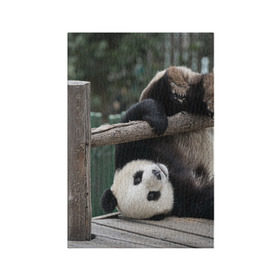 Обложка для паспорта матовая кожа с принтом Паркур панда в Кировске, натуральная матовая кожа | размер 19,3 х 13,7 см; прозрачные пластиковые крепления | бамбук | животное | медведь
