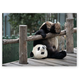 Поздравительная открытка с принтом Паркур панда в Кировске, 100% бумага | плотность бумаги 280 г/м2, матовая, на обратной стороне линовка и место для марки
 | бамбук | животное | медведь