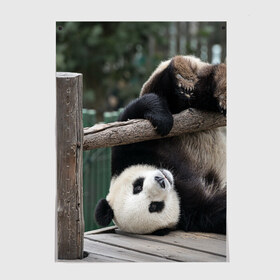 Постер с принтом Паркур панда в Кировске, 100% бумага
 | бумага, плотность 150 мг. Матовая, но за счет высокого коэффициента гладкости имеет небольшой блеск и дает на свету блики, но в отличии от глянцевой бумаги не покрыта лаком | бамбук | животное | медведь